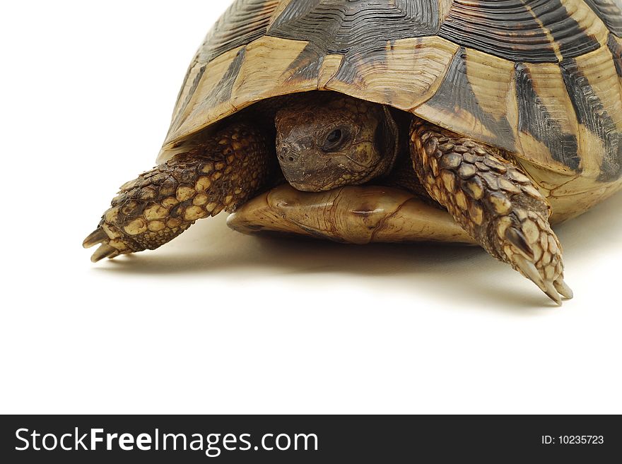 Shy turtle isolated on white