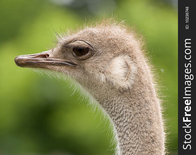 Portrait of ostrich in zoo .