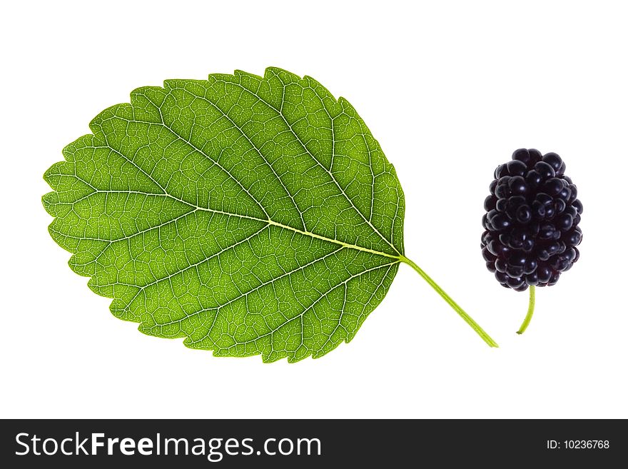 Mulberry and green leaf isolated on white