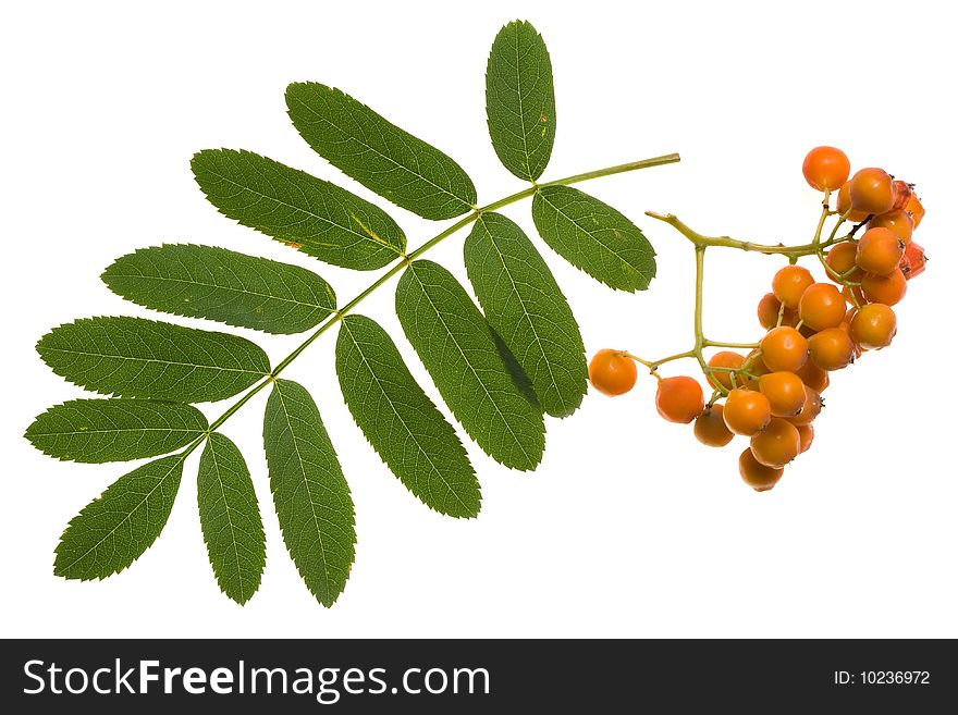 Branch of rowan berry isolated on white