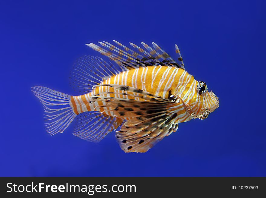 Zebra lionfish isolated on blue