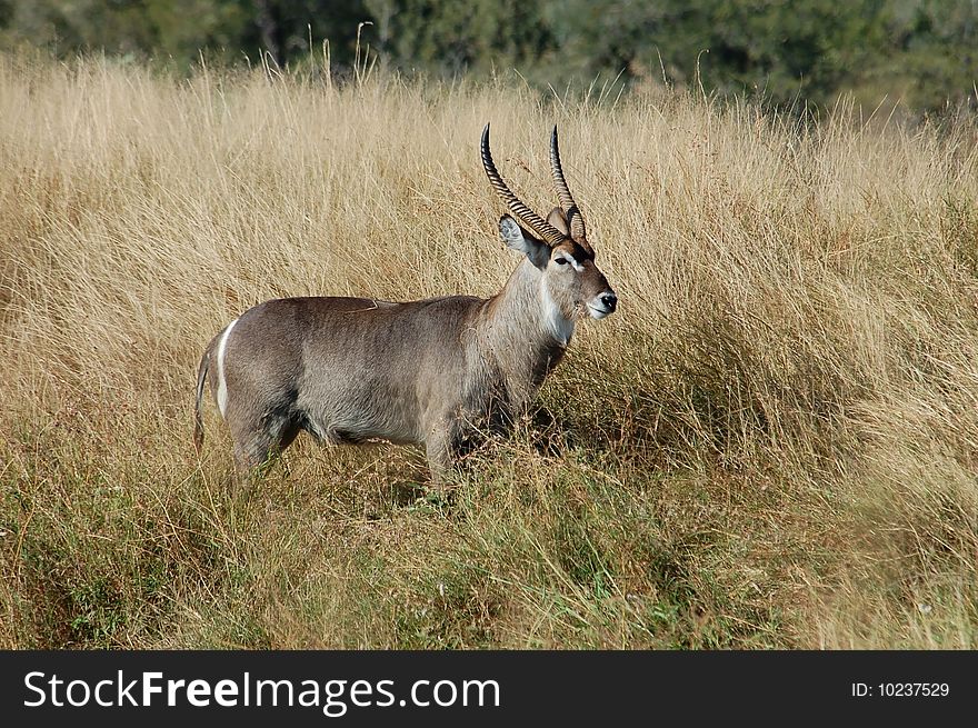 Waterbuck (Kobus ellipsiprymnus) in the Kruger Park, South Africa.