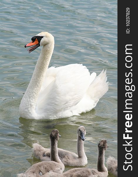 Family Of Swans