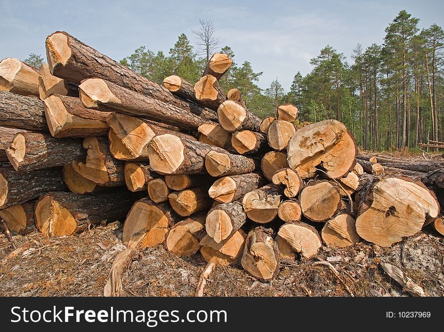 Srublennye trees on a sawmill