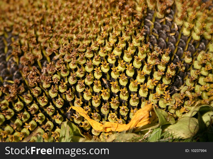 Sunflower detail. This image was taken looking inside a big sunflower, full of seeds but not in all areas. Sunflower detail. This image was taken looking inside a big sunflower, full of seeds but not in all areas.