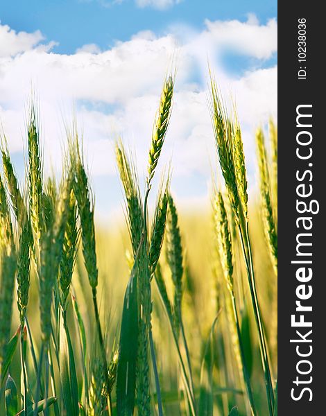 Wheat field on sky background