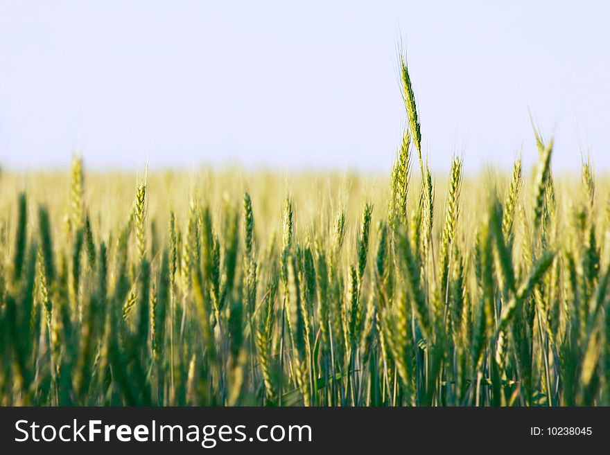 Green wheat field, very shallow DOF