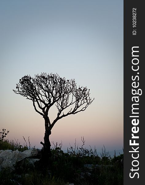 Dead tree with clean background at sunset. Dead tree with clean background at sunset