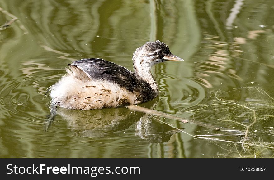 Dabchick or Little Grebe Rondevlei wetlands in Cape Town South Africa
