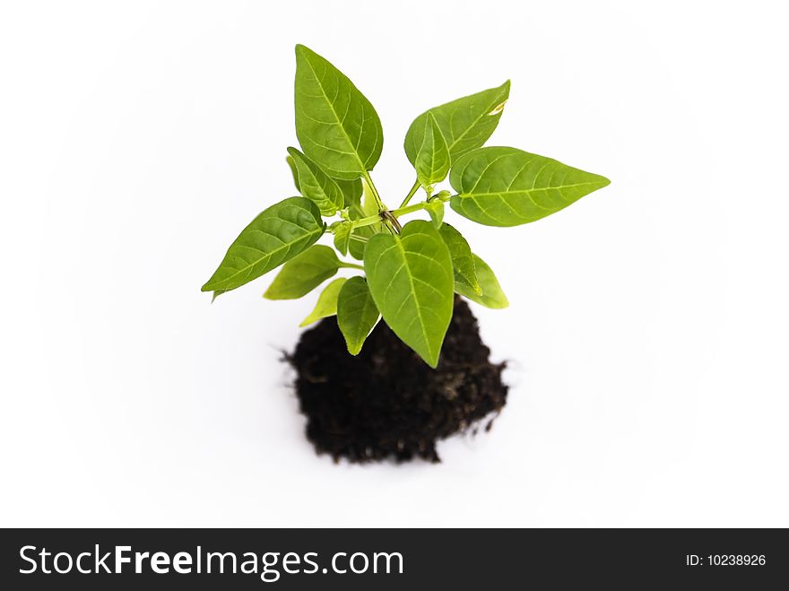 A green small plant growing of soil. A green small plant growing of soil