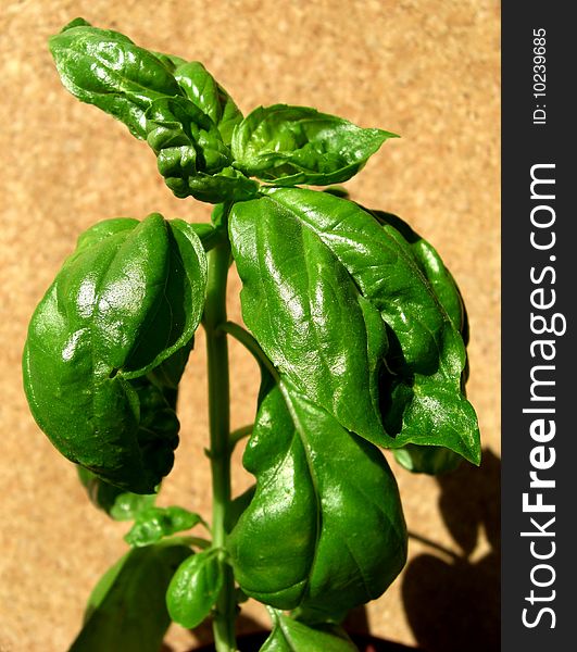 Fresh basil in the balkon.