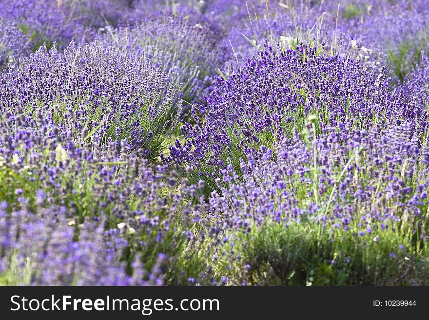 Close up, frame filling shot of rows of lavender ona farm in the Tihany, Hungary. Close up, frame filling shot of rows of lavender ona farm in the Tihany, Hungary