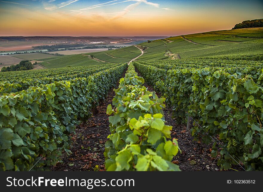 Champagne region in France. A beautiful view in the morning. Champagne region in France. A beautiful view in the morning.