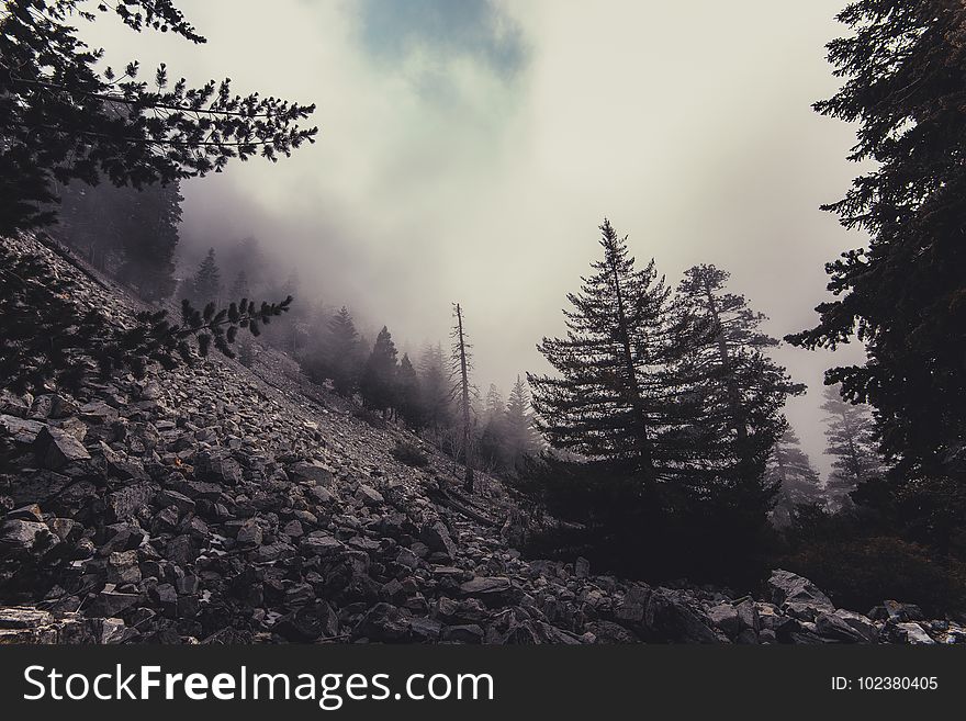 Clouds, Cold, Conifer