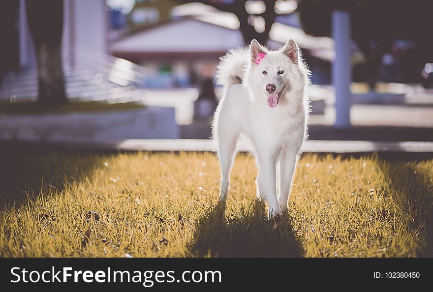 Adorable, Akita, Animal, Breed