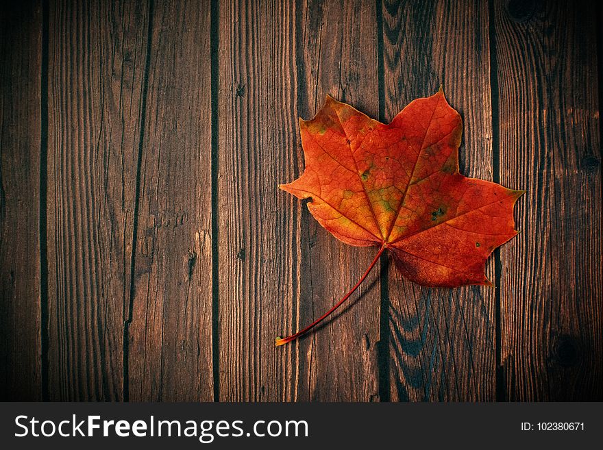 Autumn, Leaf, Board