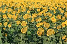 Sunflowers Stock Image Sunflowers Stock Image