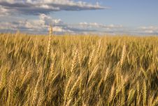 Wheat Field Stock Photos Wheat Field Stock Photos