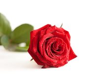 A Red Rose With Water Drops Royalty Free Stock Images
