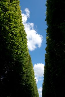 Tree Against Blue Sky Royalty Free Stock Photography Tree Against Blue Sky Royalty Free Stock Photography