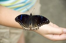 Large Butterfly Resting On Girls Arm Royalty Free Stock Photo Large Butterfly Resting On Girls Arm Royalty Free Stock Photo