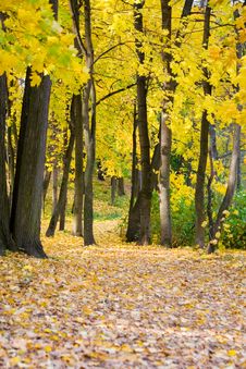 Autumn Colors In The Park Royalty Free Stock Photos Autumn Colors In The Park Royalty Free Stock Photos