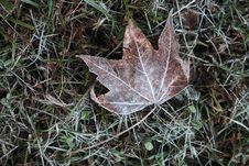 Frozen Leaf Royalty Free Stock Images Frozen Leaf Royalty Free Stock Images