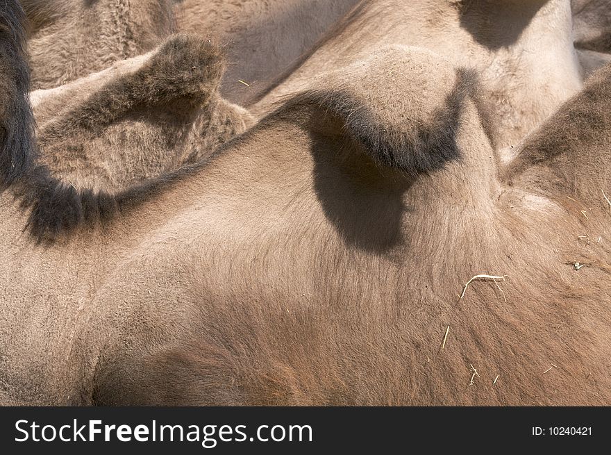 Abstract image of camel skin textures