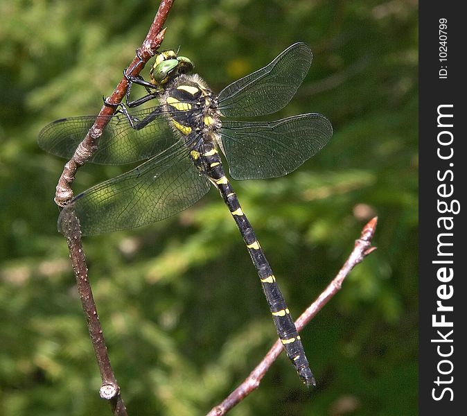 A beautiful tiger dragonfly, with opened wings, landing on the twig, insect world.