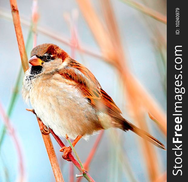 Photo of a cute sparrow. Photo of a cute sparrow