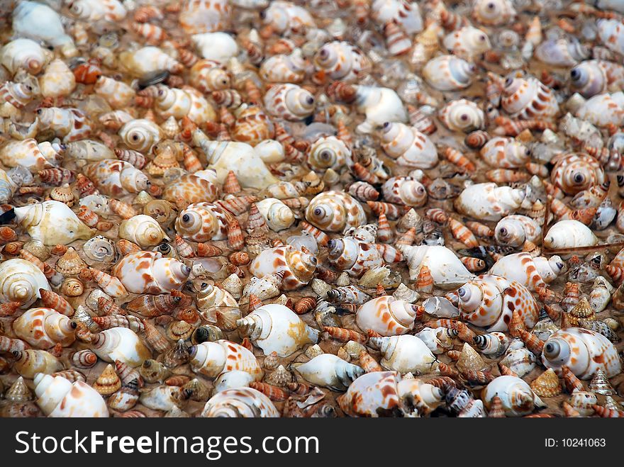 A lot of sea shells scattered on the ground