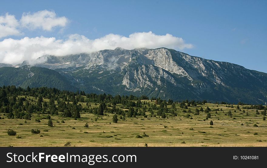 Huge field with pine trees, and mountain rising from it in the distance, sunny day, clouds on the mountain peaks. Huge field with pine trees, and mountain rising from it in the distance, sunny day, clouds on the mountain peaks.