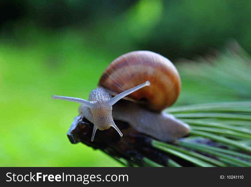 Small snail on summery garden