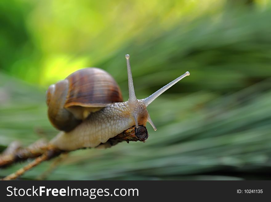 Small snail on summery garden