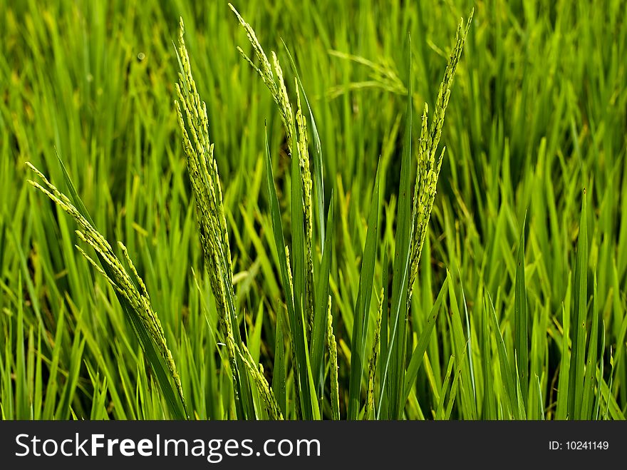 Rice grain in a green paddy field. Rice grain in a green paddy field