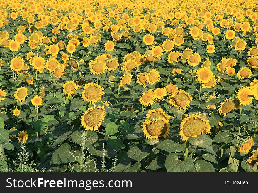 Big field full of sunflowers