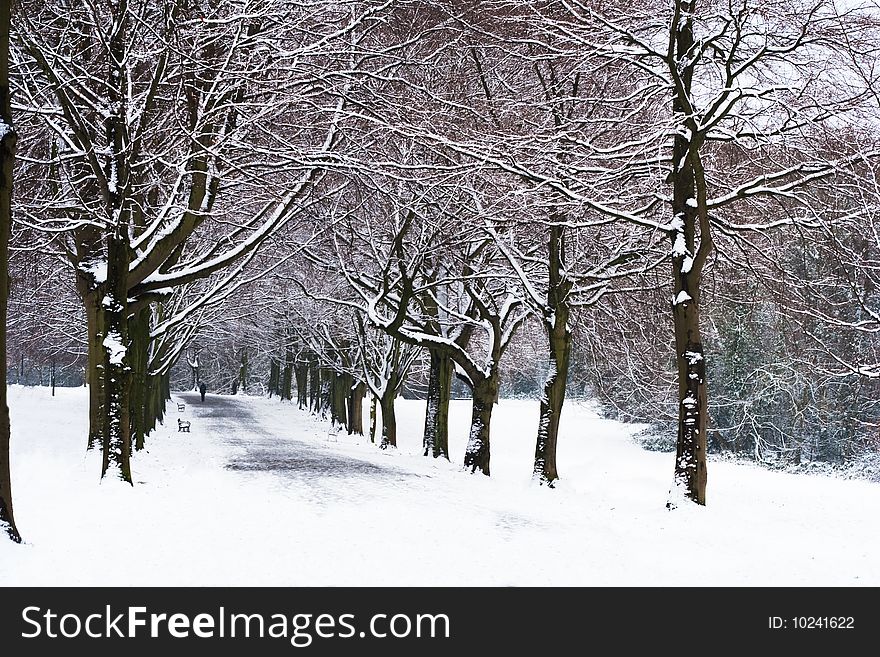 A snow covered and tree lined path in winter. A snow covered and tree lined path in winter