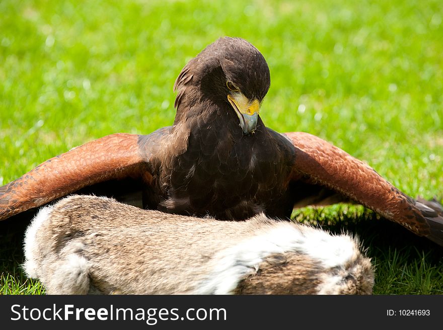 A Buzzard