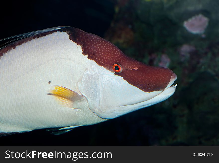 A brown white sea-fish with one tooth