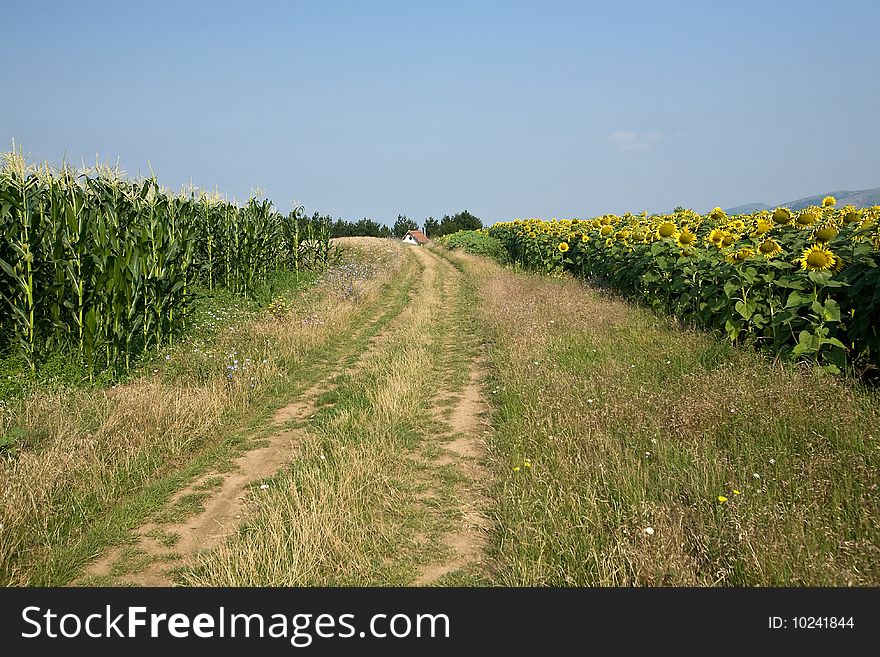 Rural landscape of a small cottage amongst corn and sunflower fields