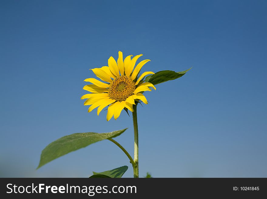 Single sunflower against clear blue sky on a summer day