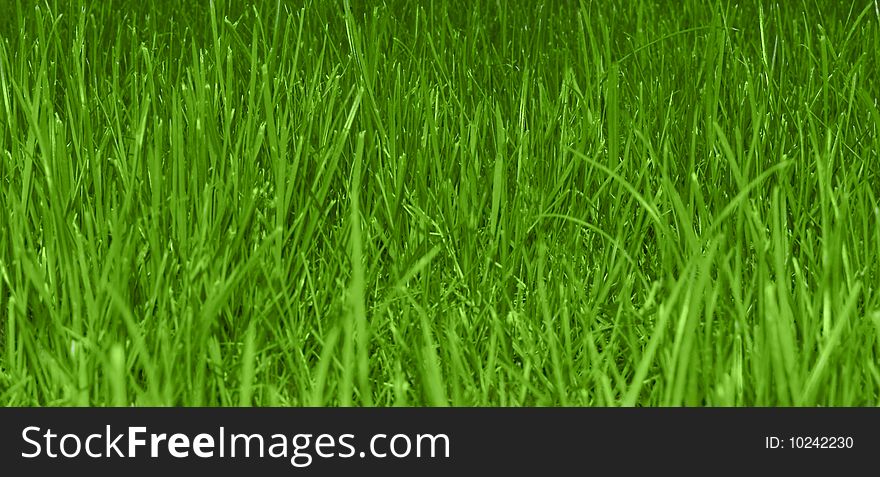 Beautiful Grass Field