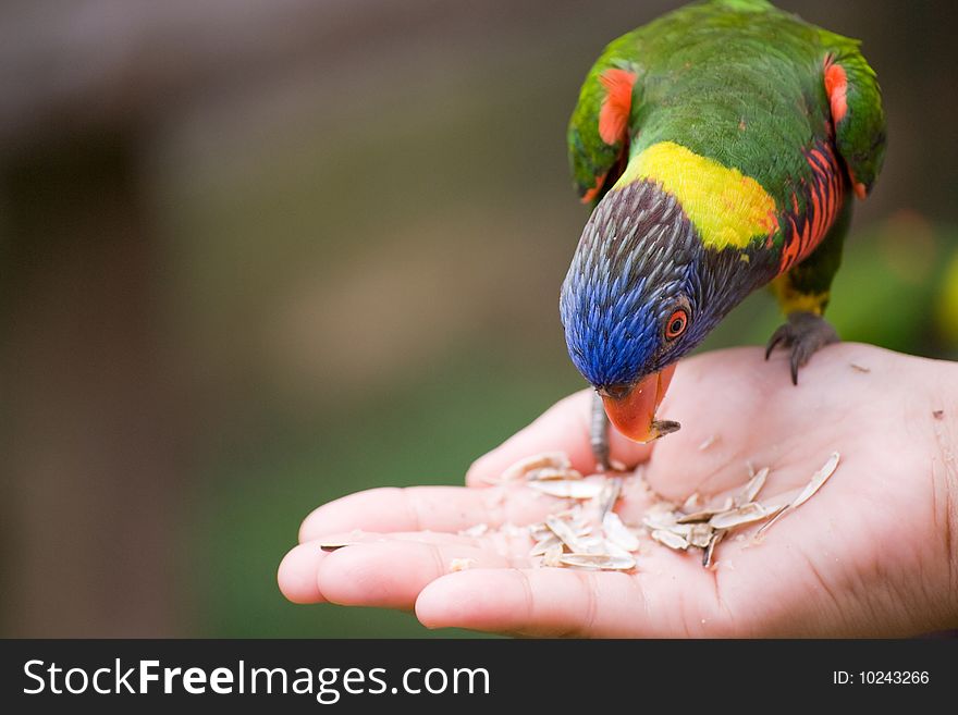 A hand is holding food for a a bird to eat. A hand is holding food for a a bird to eat.