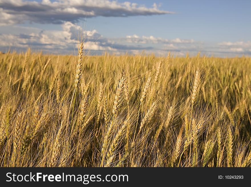 Wheat against a blue shky with clouds. Wheat against a blue shky with clouds