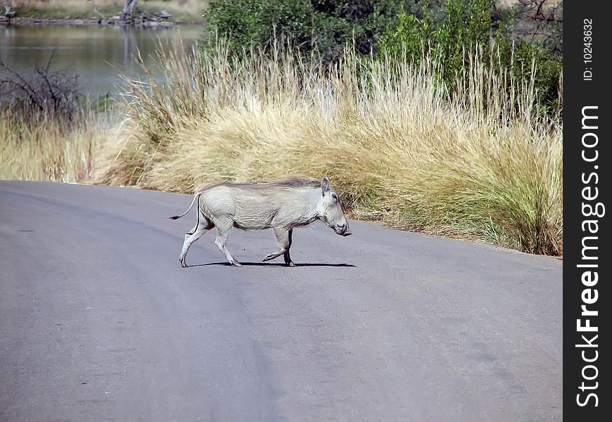 Wild Boar highway passes near the lake in a sunny day