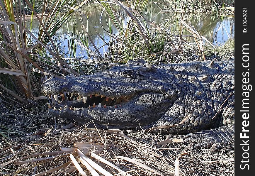 Large crocodile is the largest plan in the bushes by the river