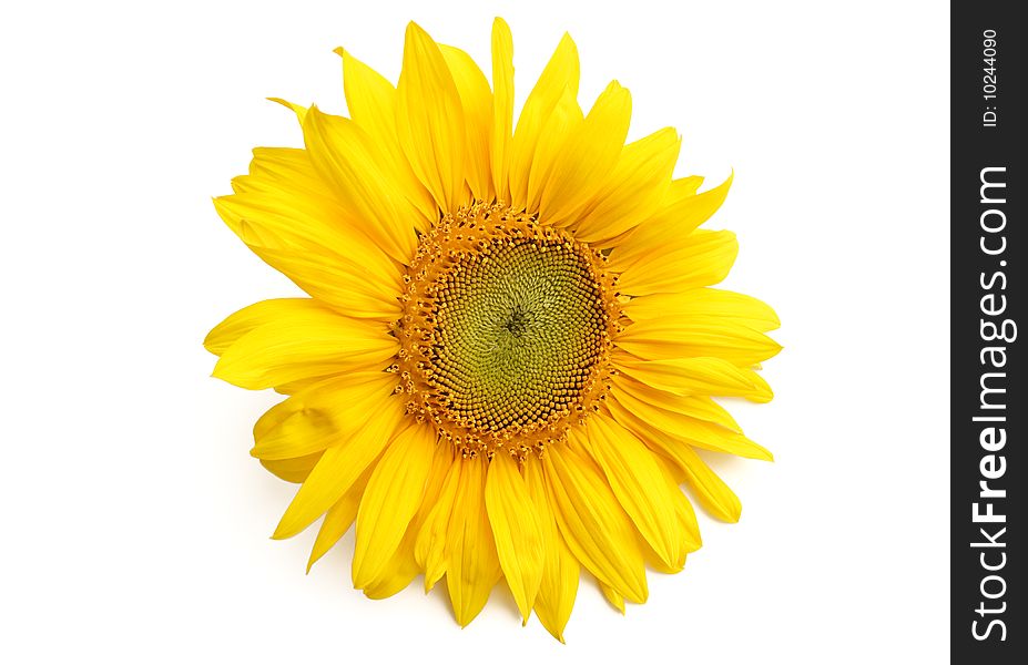 Yellow Sunflower on white background. Yellow Sunflower on white background