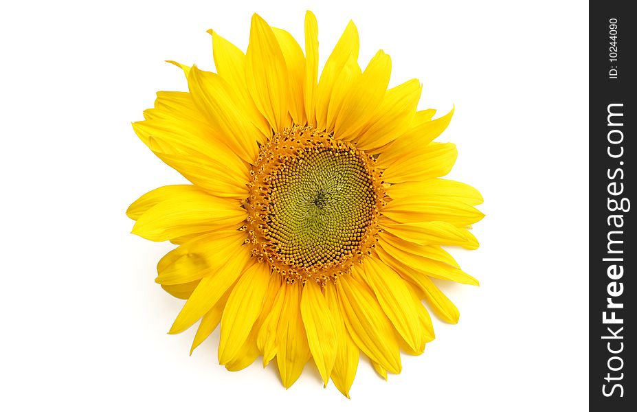 Beautiful Sunflower