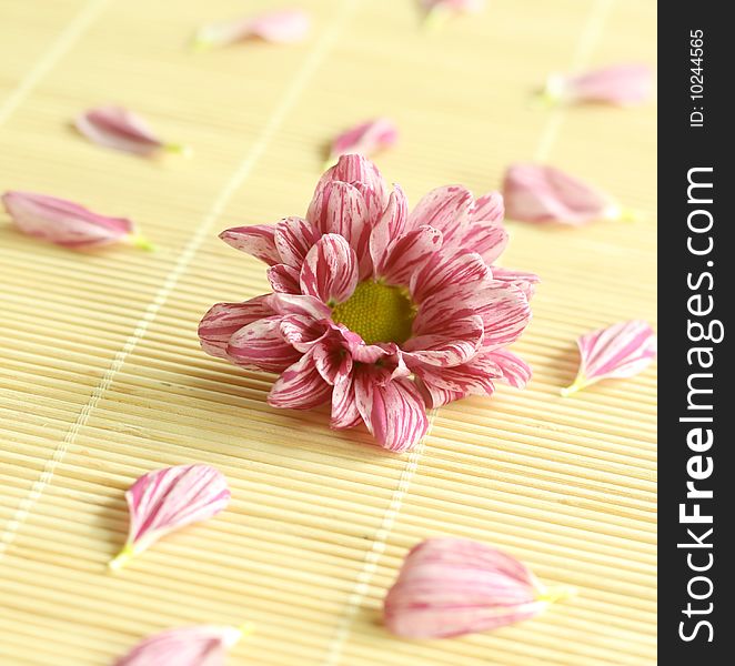 Background of spring pink flower with petals.