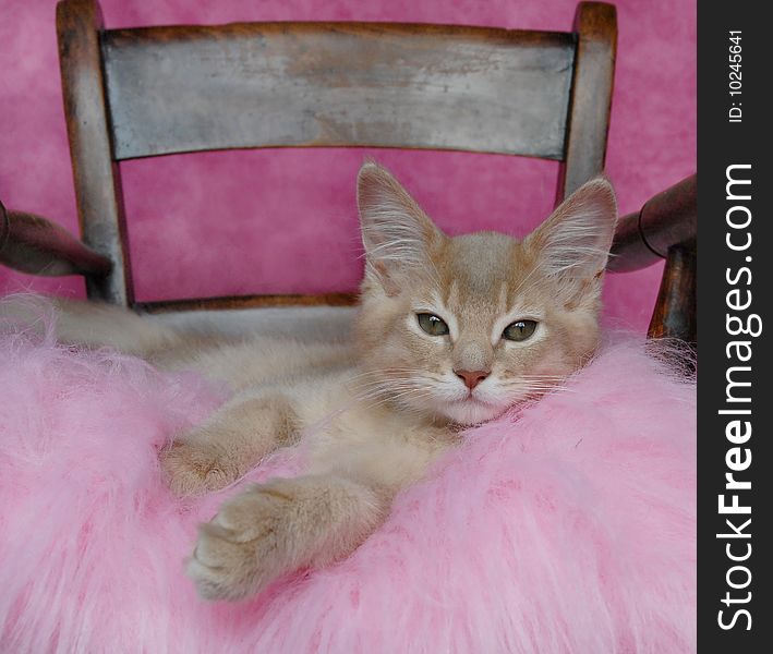 Kitten relaxing on a pink cushion